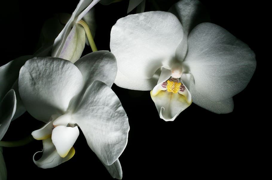 black and white orchids wallpaper