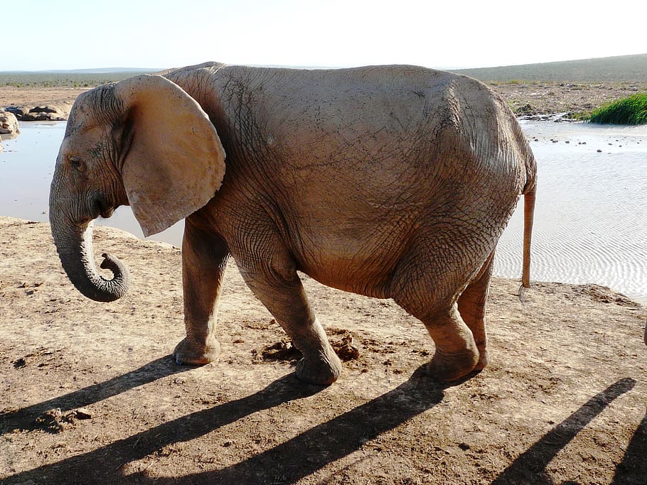 elephant, national park, addo, south africa, proboscis, pachyderm, animal themes, animal, mammal, one animal