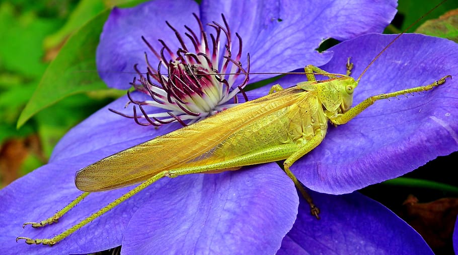 cricket, insect, nature, green, tettigonia viridissima, closeup, grasshopper, antennae, konik, summer