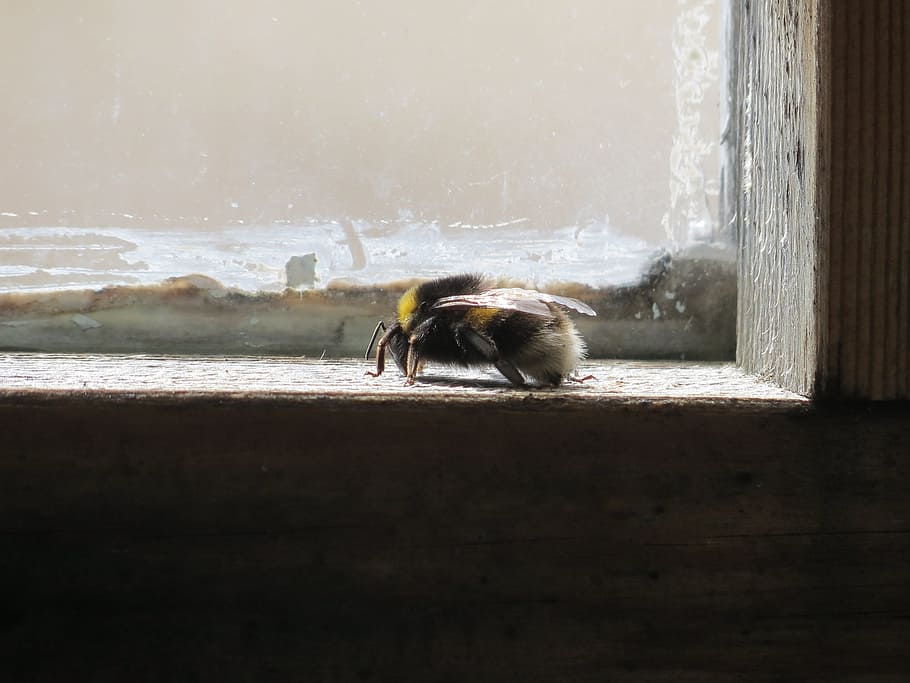 Window, Bumble-Bee, Insect, Striped, Bug, summer, the wings, one animal, animal themes, day