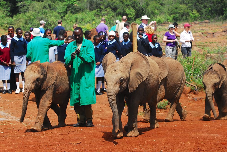 feeding baby elephants, bottle feeding, nairobi, kenya, africa, elephant, baby, milk, bottle, ranger