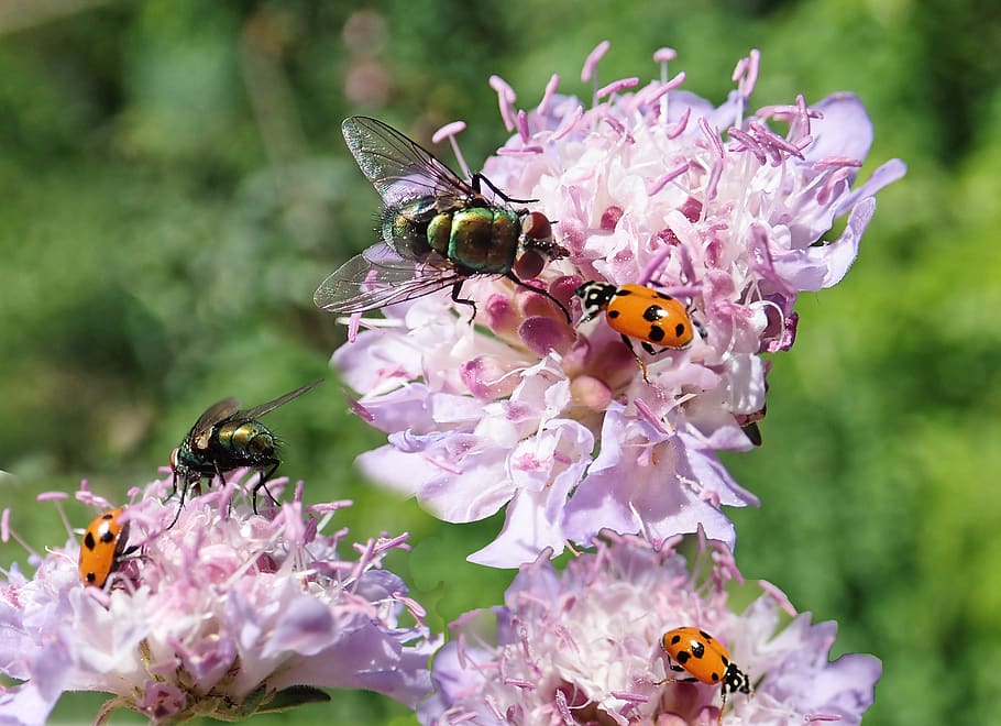 insects, flies, ladybugs, flowers, pink, scabious, garden, nature, insect, invertebrate