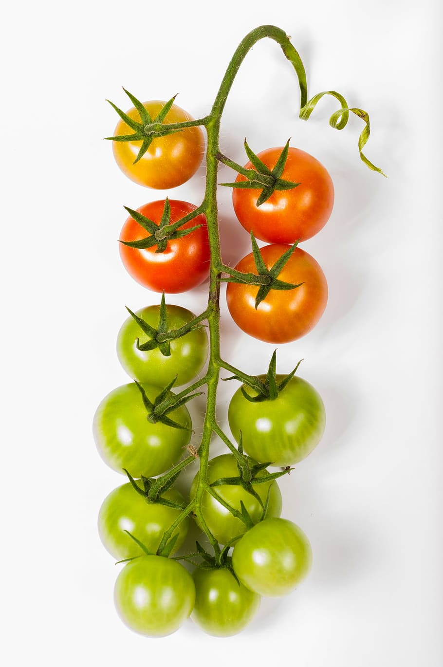 vermelho, verde, tomate, cereja, cacho, isolado, comida, branco, fundo, vegetal