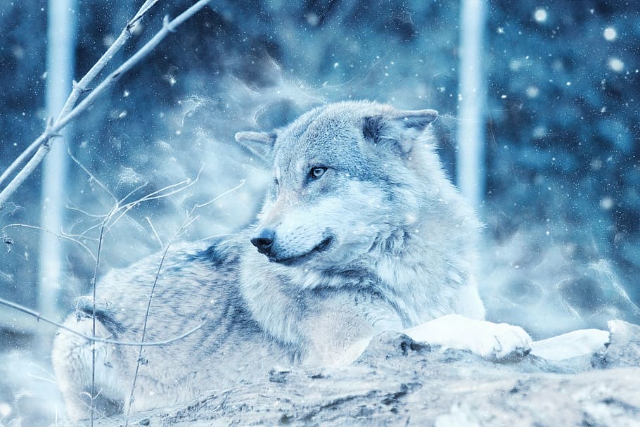 lobo cinza, lobo, neve, inverno, predador, deitado, natureza, um animal, temperatura fria, congelado