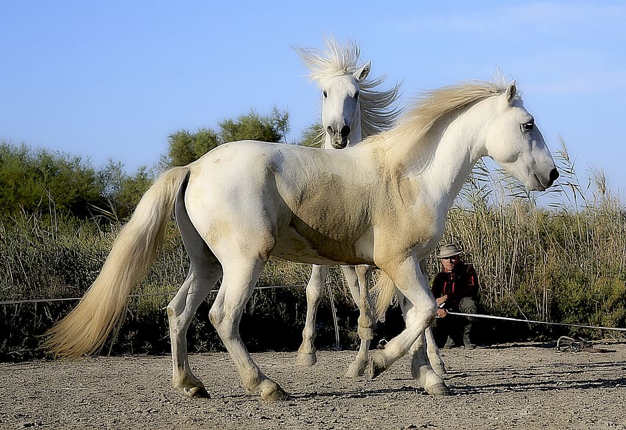 2つの白い馬, 馬, 標準, ブロンド, たてがみ, 戦闘, ブロンドのたてがみ, 白い馬, 馬の毛, 白
