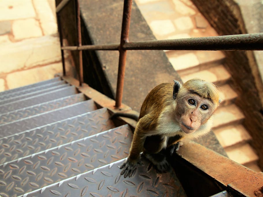 stairs, charming, sit, portrait, mammals, animals, rudy, nature, monkey, young