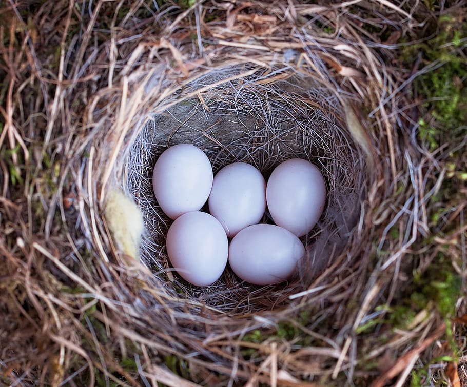 selective, five, bird eggs, inside, nest, bird's nest, nature, egg, close, animal nest