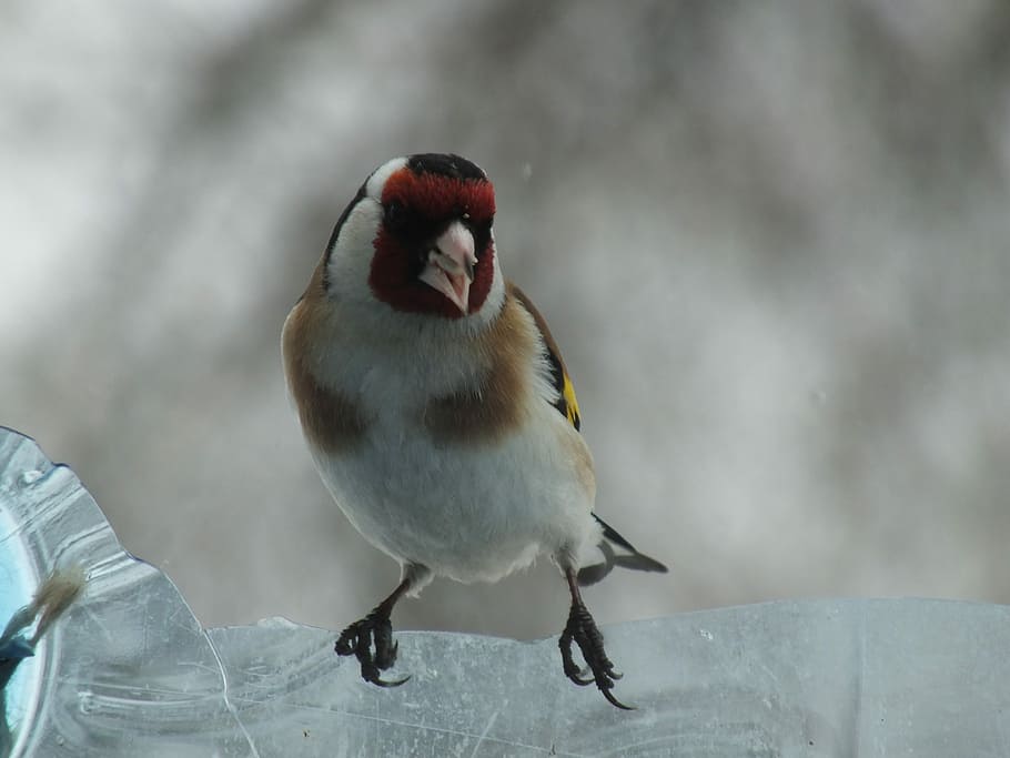 goldfinch, burung, dekat, alam yang hidup, alami, hewan margasatwa, hewan di alam liar, satu hewan, vertebrata, fokus pada latar depan