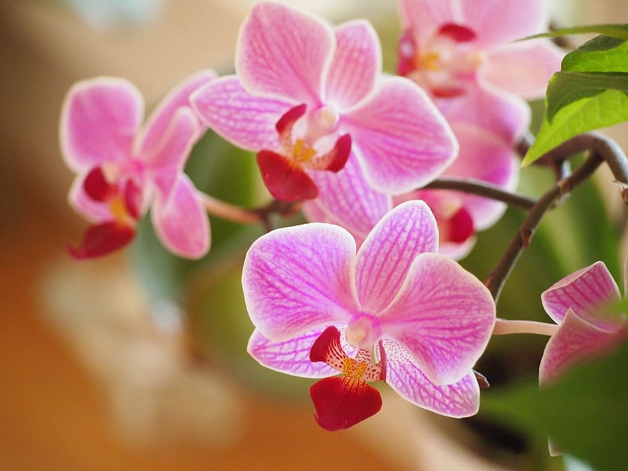 selective, focus photography, pink, 5-petaled, 5- petaled flowers, orchids, flowers, plants, blossom, nature