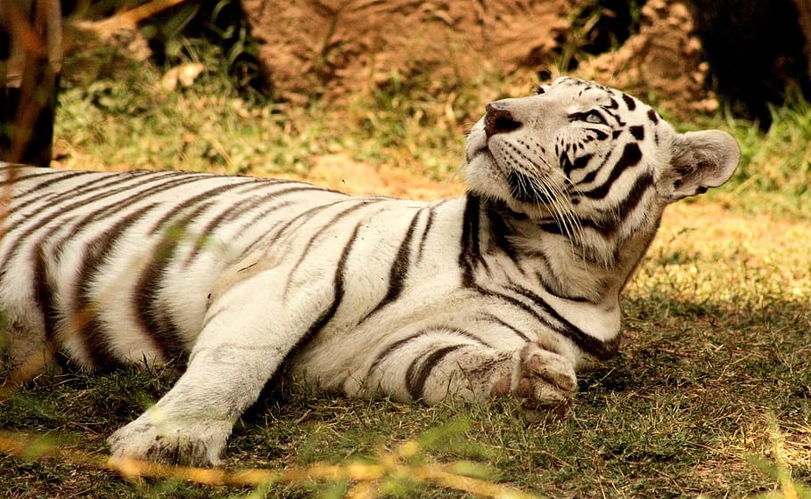 タイガー, 動物, 動物園, 動物の野生動物, 野生の動物, 1匹の動物, 動物のテーマ, 白虎, 哺乳類, 虎