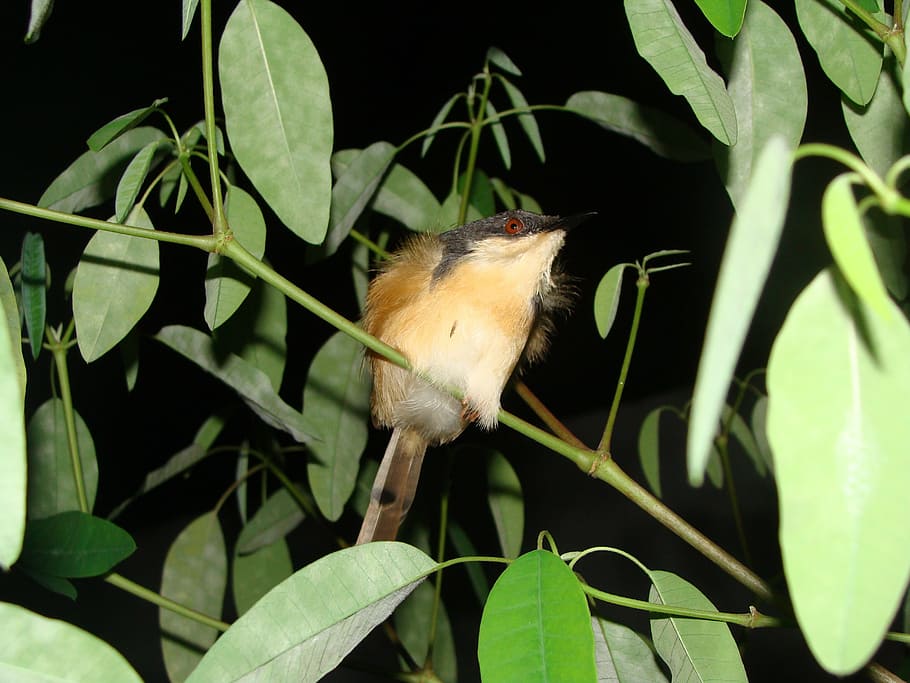 bird, night shot, macro, close-up, ashy wren warbler, india, birds, dharwad, warbler, wren
