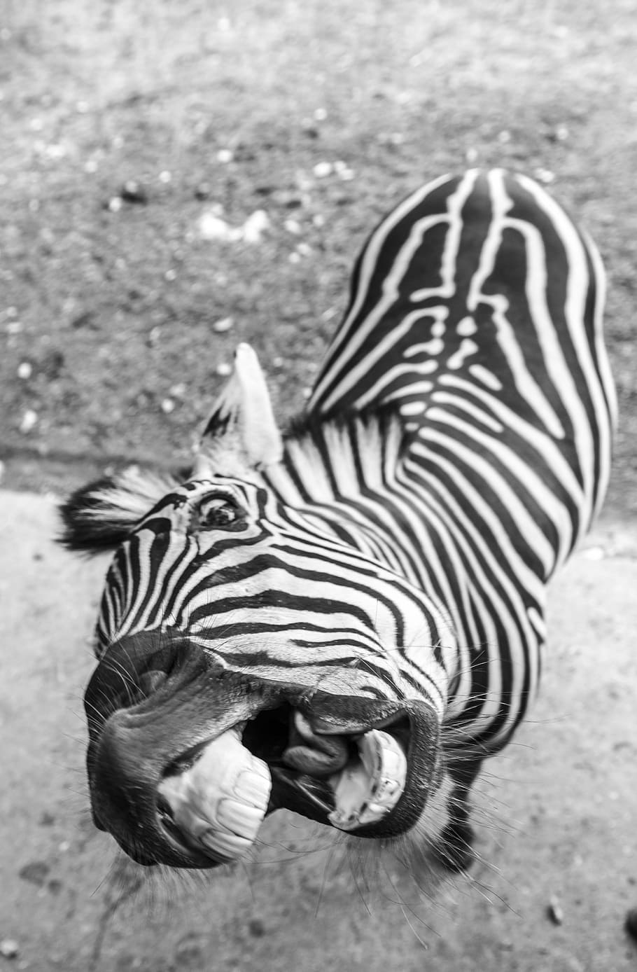 Itu, Senin, fotografi abu-abu zebra, hewan, tema hewan, satwa liar, hewan liar, zebra, bergaris, satu hewan