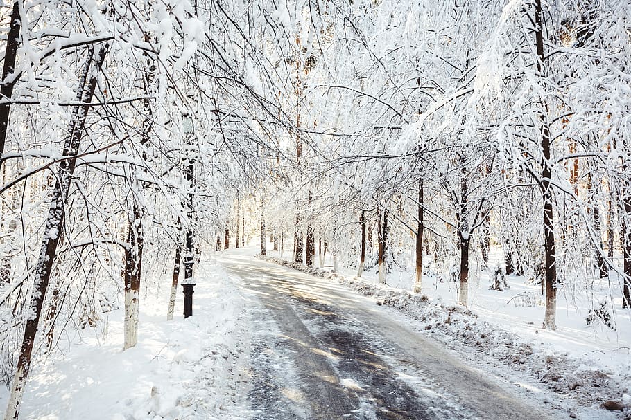 겨울, 눈, 추위, leann, 날씨, 풍경, 추운 온도, 나무, 도로, 앞으로가는 길