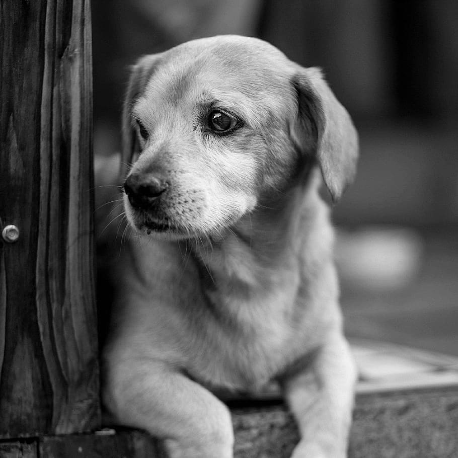 animales, perros, domesticados, mascotas, adorable, lindo, hocico, sentarse, blanco y negro, canino