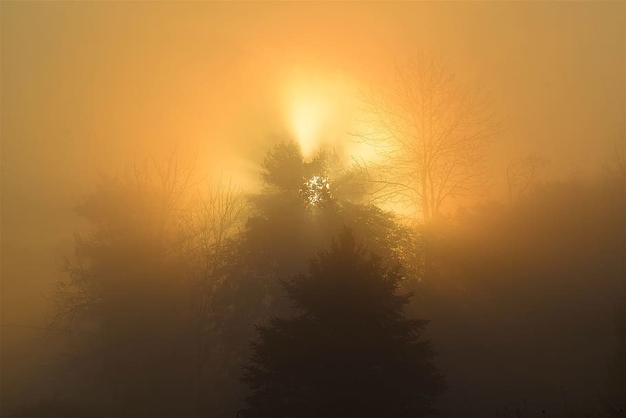 amanecer, niebla, árbol, sol, cielo, luz solar, silueta, brumoso, paisaje, mañana