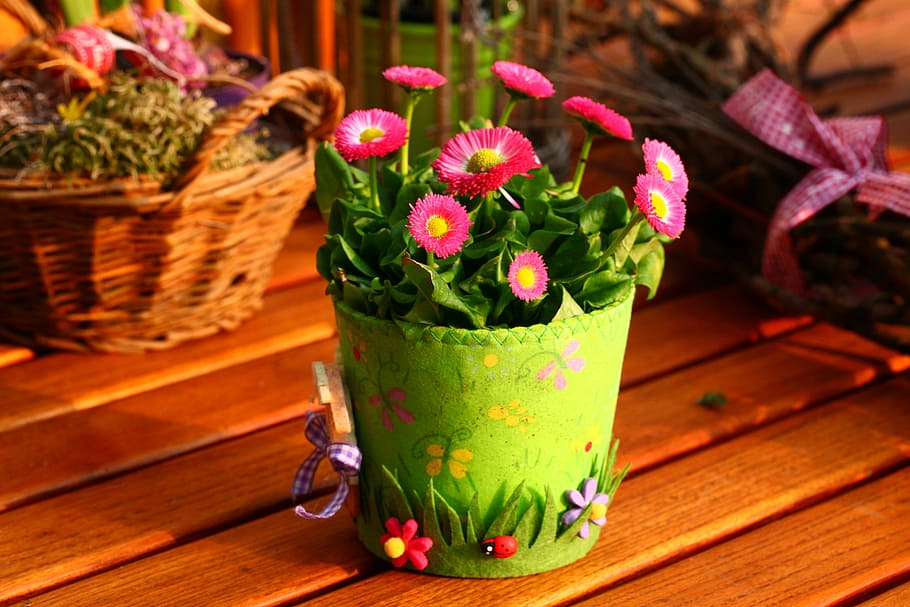 pink, english daisies centerpiece, spring, decoration, nature, garden, plant, flowers, spring flowers, wood - Material