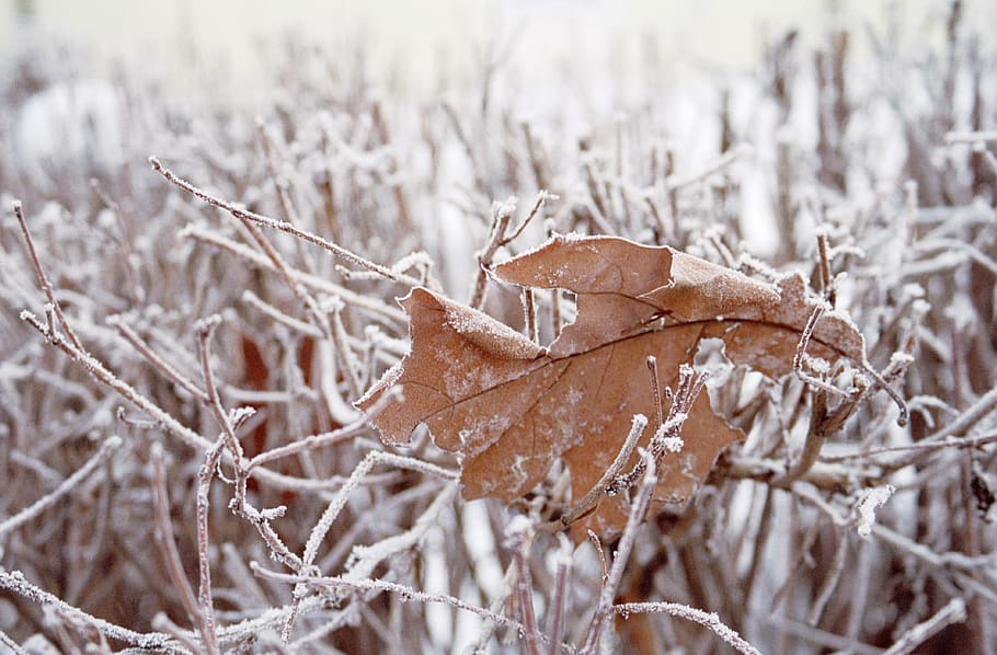 leaf, grass, snow, cold, winter, blur, cold temperature, frozen, nature, plant