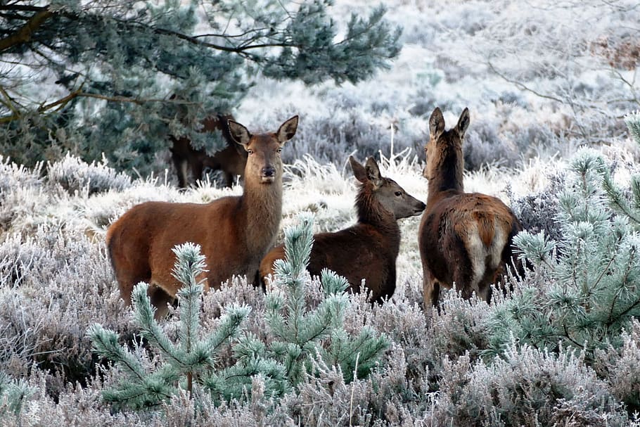 three brown deers, deer, animals, nature, wild, wildlife, forest, mammal, cute, reindeer