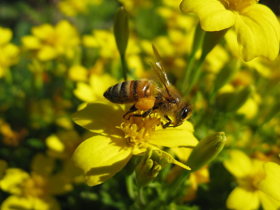 honeybee, apis mellifera, yellow, flower, flowering plant, plant, animal themes, animals in the wild, beauty in nature, one animal