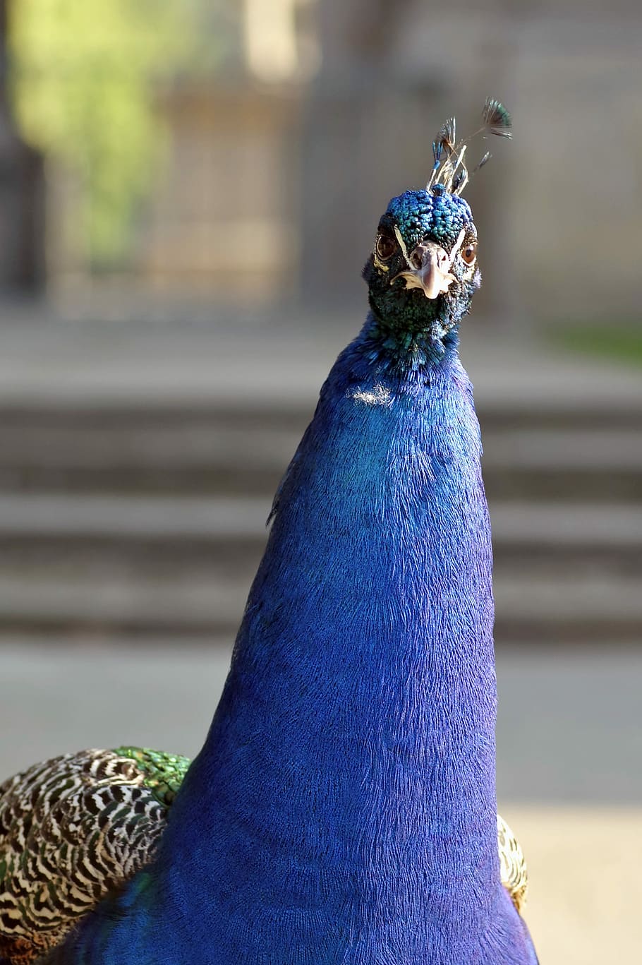 Peacock, Head, Look, the head of the, curiosity, eye, pen, color, park, dashing