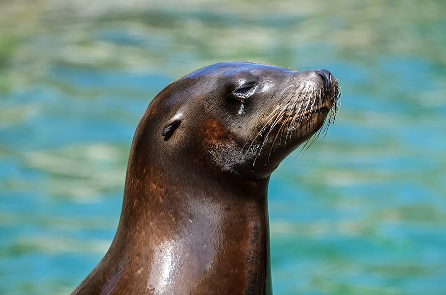 black sea lion, seal, sea, lion, wet, aquatic, animal,ocean, swimming, pool, one animal