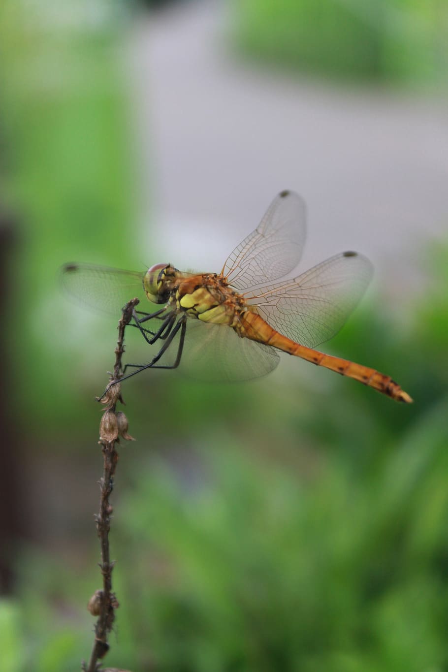 dragonfly, insects, nature, close, affix, wild, biology, outdoor, macro, invertebrate