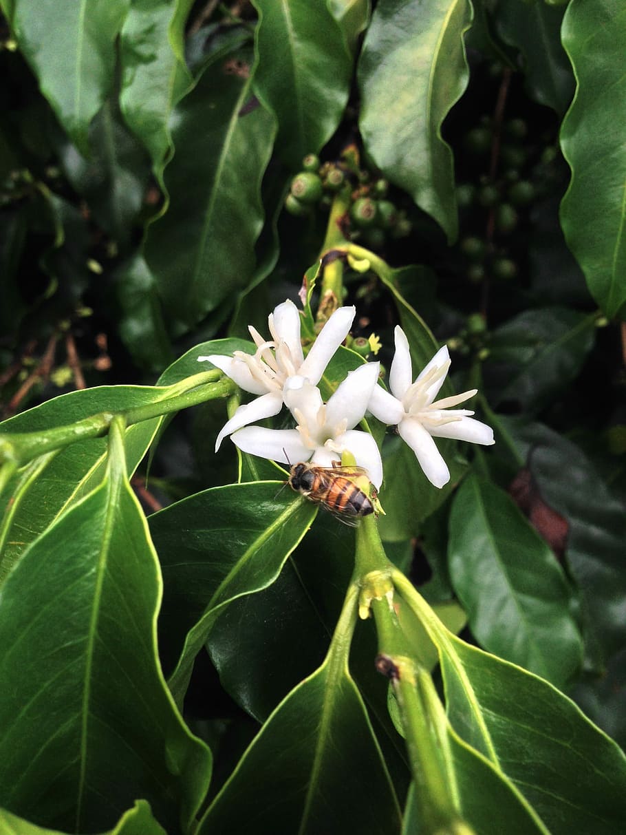 Как цветет кофейное дерево фото в природе