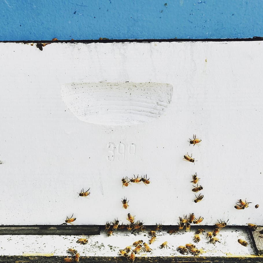 abejas, miel, primavera, sucio, hollín, desgaste, patrón, escritorio, característica de construcción de la pared, ninguna persona