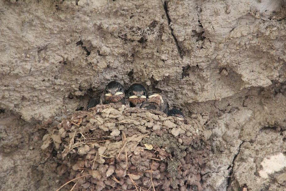 birds, hatching, breed, tit, sparrow, small, wall, nest, bird's nest, animal