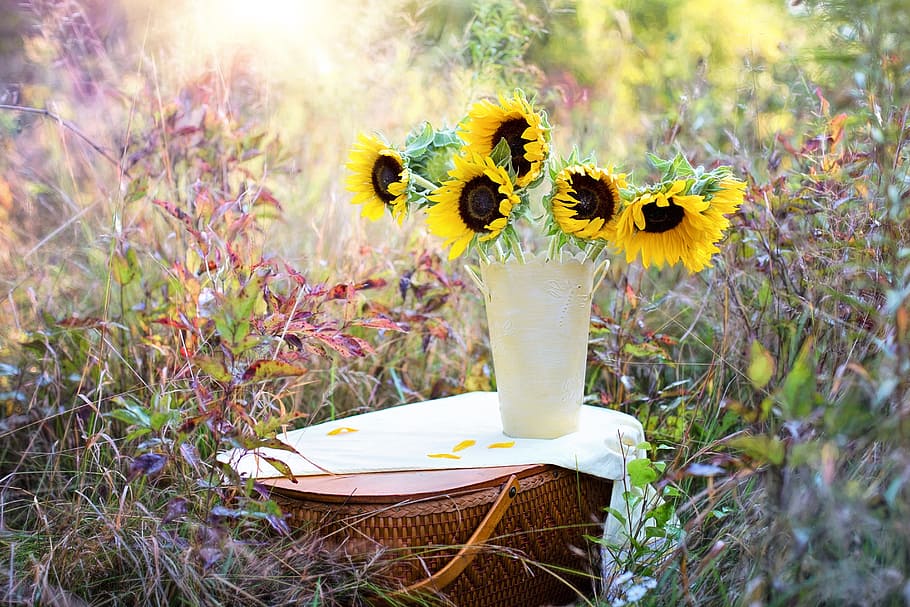 sunflower, white, ceramic, flower vase, sunflowers, vase, fall, autumn, bouquet, flowers