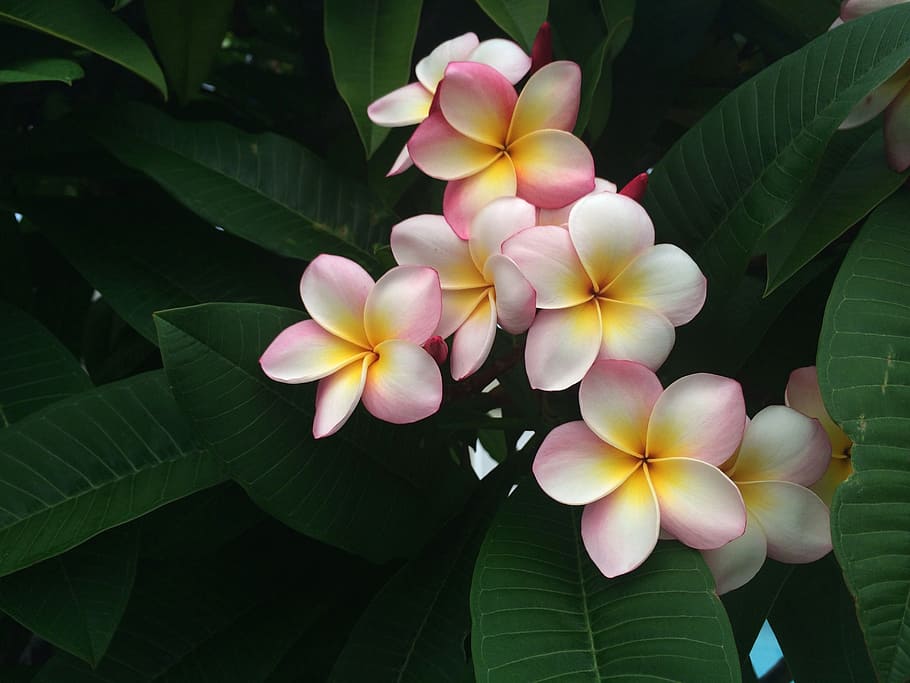 근접 촬영, 사진, 분홍색과 흰색 plumeria, frangipani, 휴일, 하와이, 이국적인, 열대, 식물, 휴가