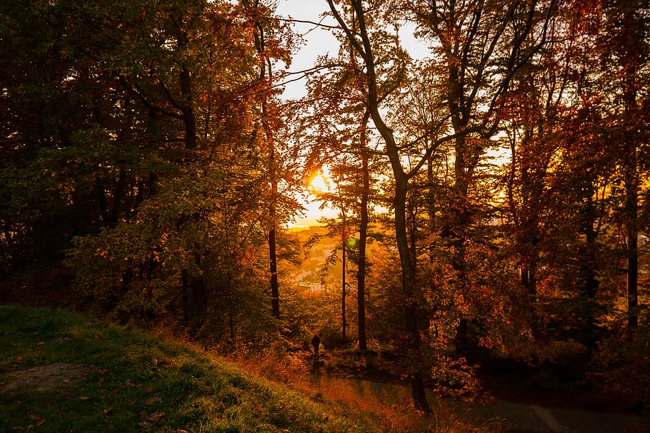 otoño, hojas, bosque, árboles, puesta de sol, naturaleza, Árbol, planta, tranquilidad, tierra