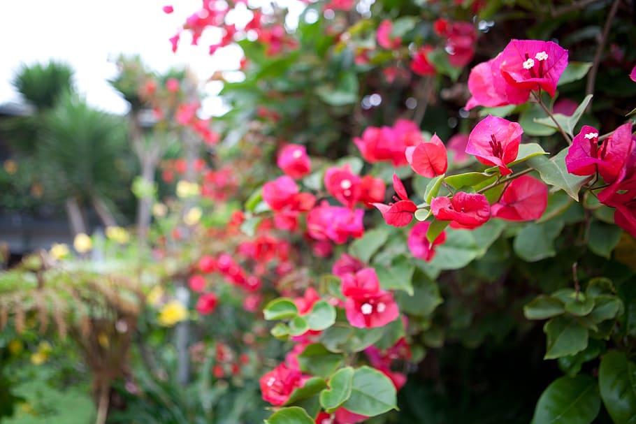 buganvílias, flor, vermelho, flora, jardim, rosa, florescendo, tropical, floral, arbusto