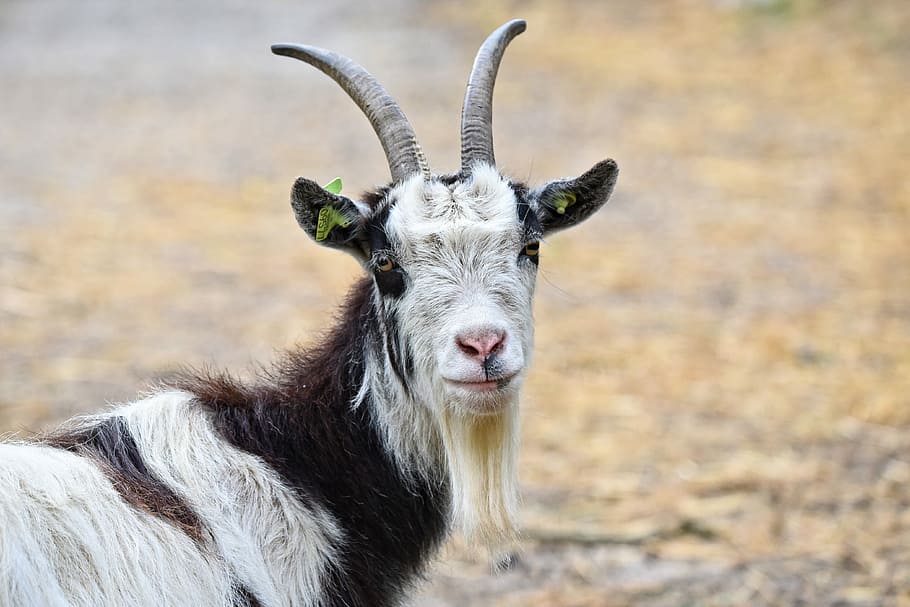 shallow, focus photography, goat, domestic goat, nanny goat, animal, mammal, ruminant, even toed, horns