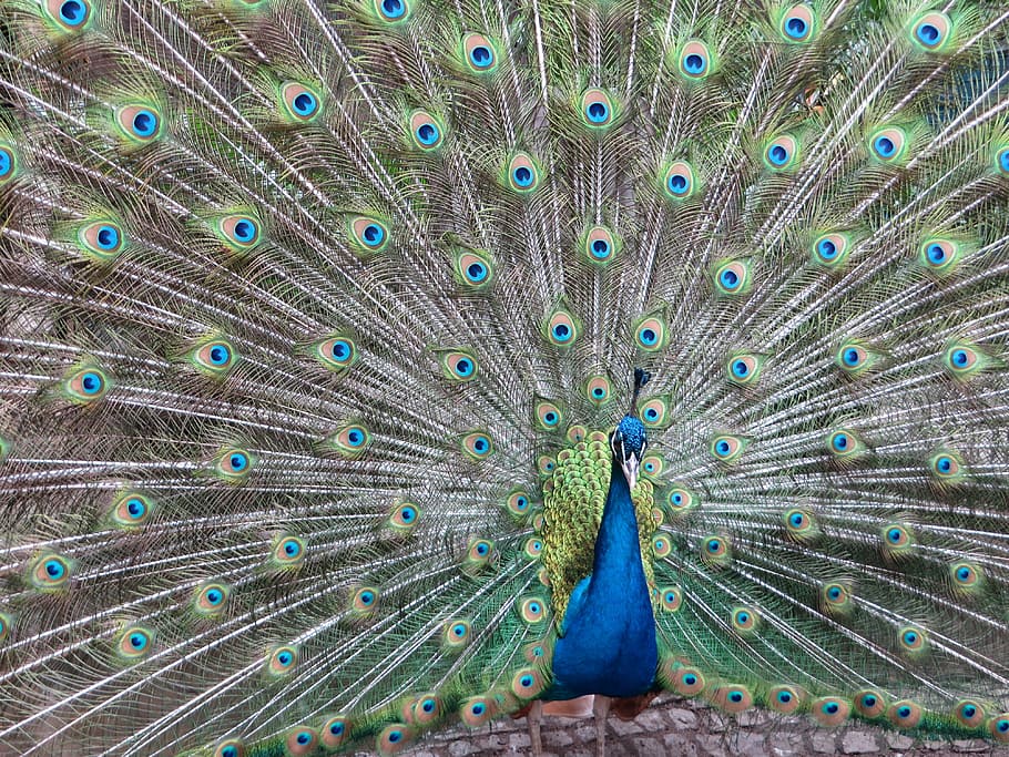 indian peafowl, peacock, bird, plumage, color, colorful, feather, creature, blue, iridescent
