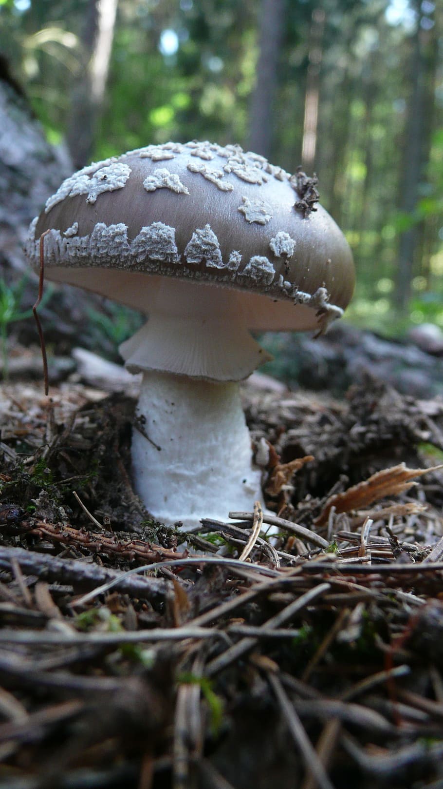 Toadstool, Background, Nature, Mushroom, macro, season, toxic, dangerous, forest, fungus