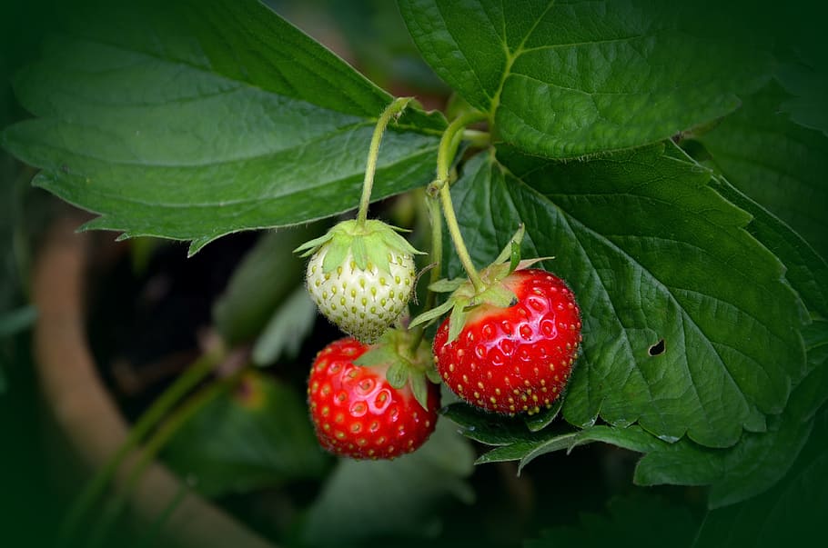 selective, focus photography, strawberry, strawberry plant, strawberries, mature, red, immature, berry, nature
