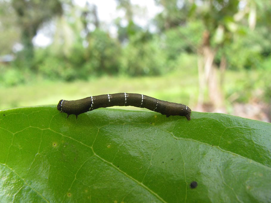 white, brown, leaf, Caterpillar, Larva, Nature, Macro, insect, wildlife, worm