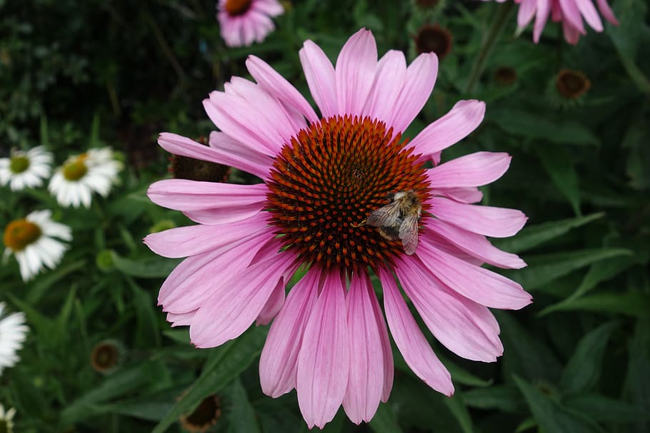 echinacea, purple, bee, flower, nature, garden, blossom, bloom, plant, coneflower