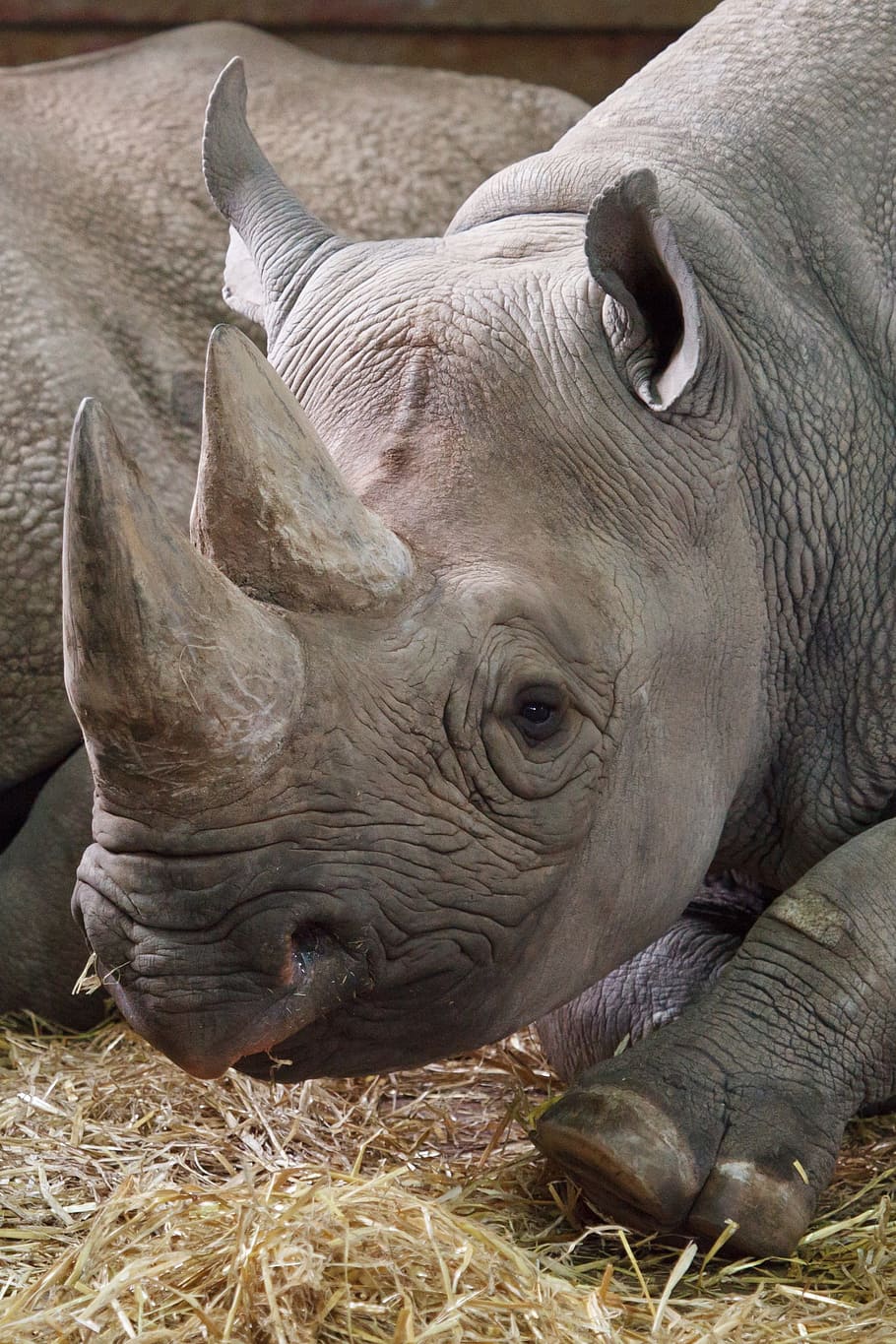 rinoceronte, africano, animal, África, negro, peligroso, en peligro de extinción, herbívoro, cuerno, enorme