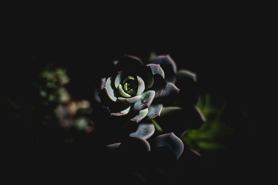 green succulent, dark, plant, leaf, flower, nature, blue, reflection, photographing, looking at camera