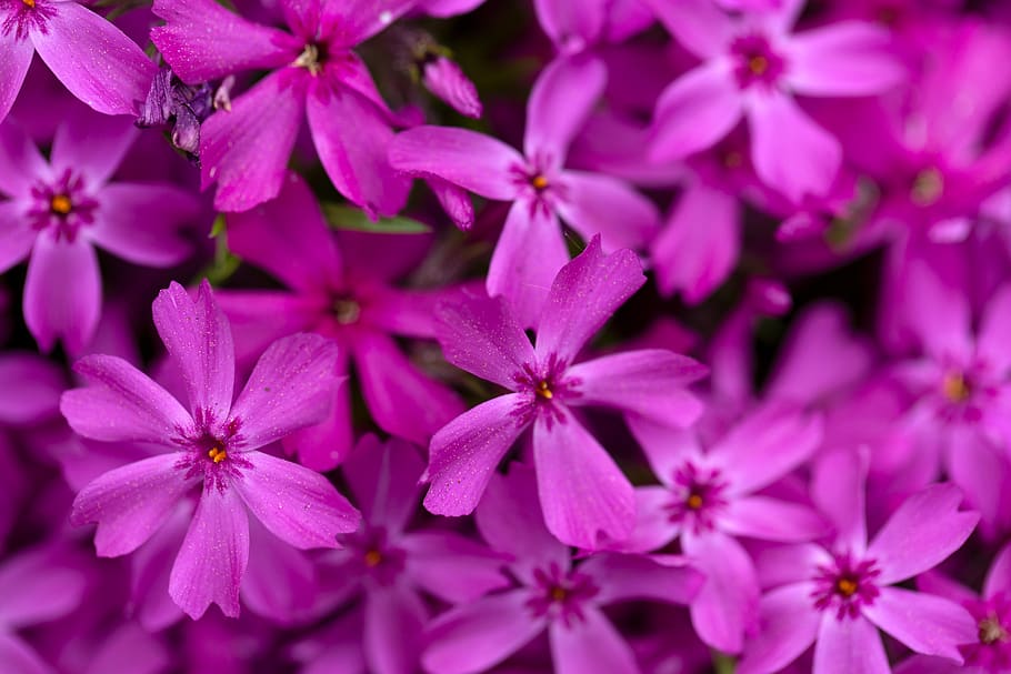 purple, flowers, background, nature, outdoors, fresh, petals, pollen, bloom, blossom