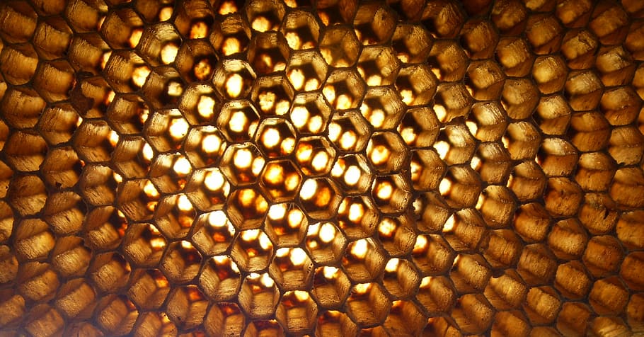 macro photography, honey comb, apis, florea, hive, insect, honeycombed, industrious, yellow, gold