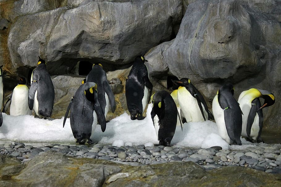 Pinguim-imperador, ar condicionado, quarto, pinguins, sala de ar condicionado, vôo, parque de pássaros de cingapura, pássaro, pena, animais selvagens