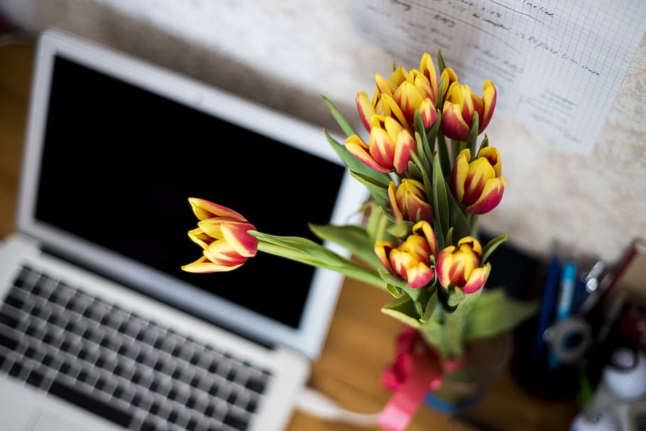 planta, decoração, mesa, escritório, negócios, laptop, computador, tecnologia, flor, planta com flor