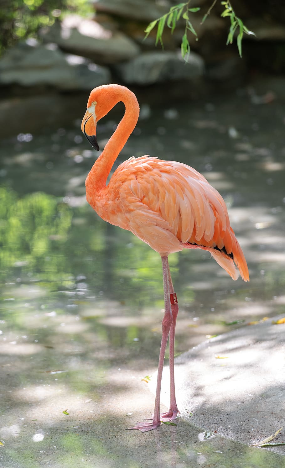 flamingo, animal, bird, nature, animals in the wild, animal themes, vertebrate, animal wildlife, water, one animal