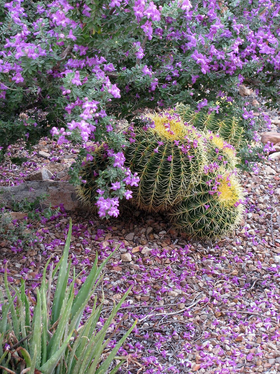 purple sage, texas ranger, leucophyllum, golden barrel cactus, flowering, sonoran desert, plant, flower, growth, beauty in nature