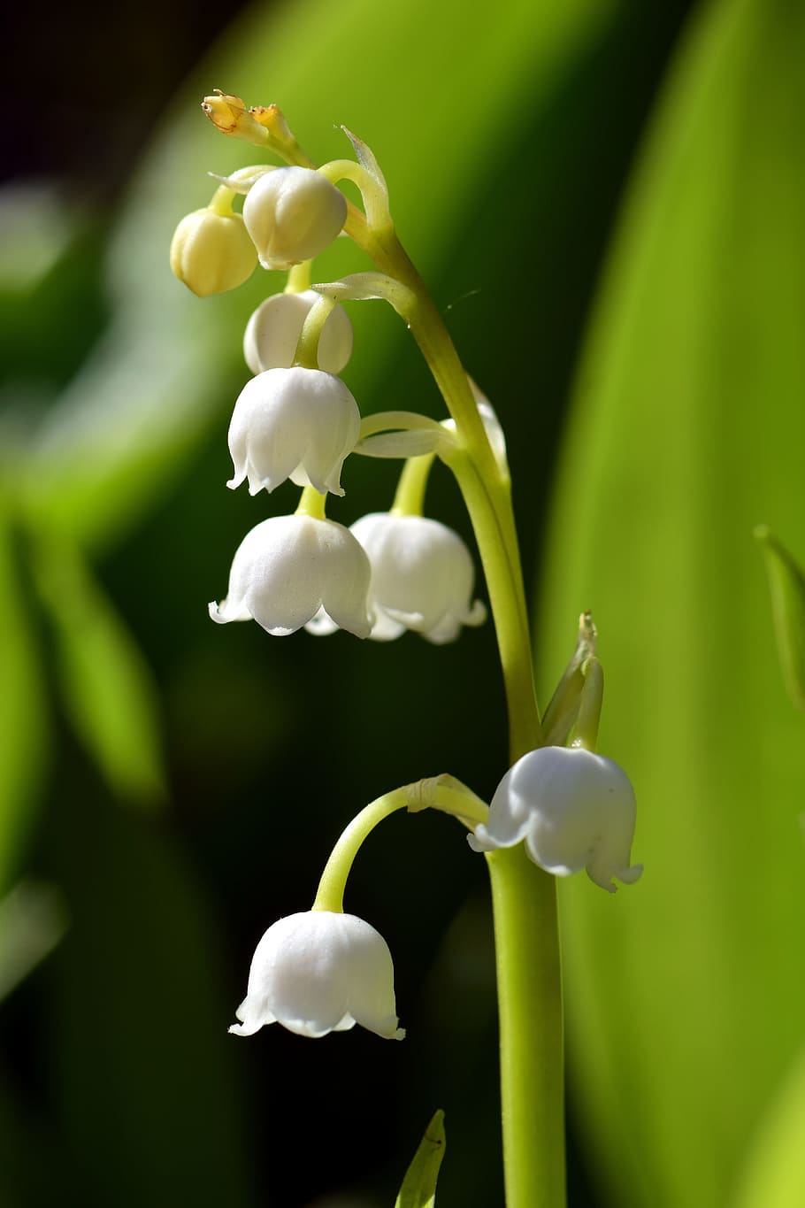 selective, focus photo, white, lily, valley flowers, May, Lily, Lily Of The Valley, Valley, Spring, Spring, White, may