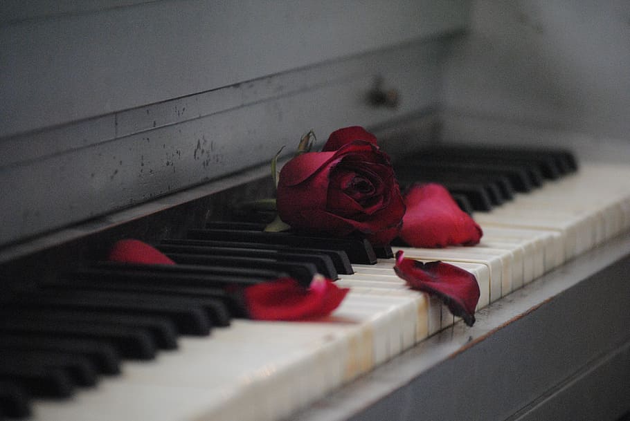 dangkal, fotografi fokus, merah, mawar, putih, hitam, piano, bunga, cinta, romansa