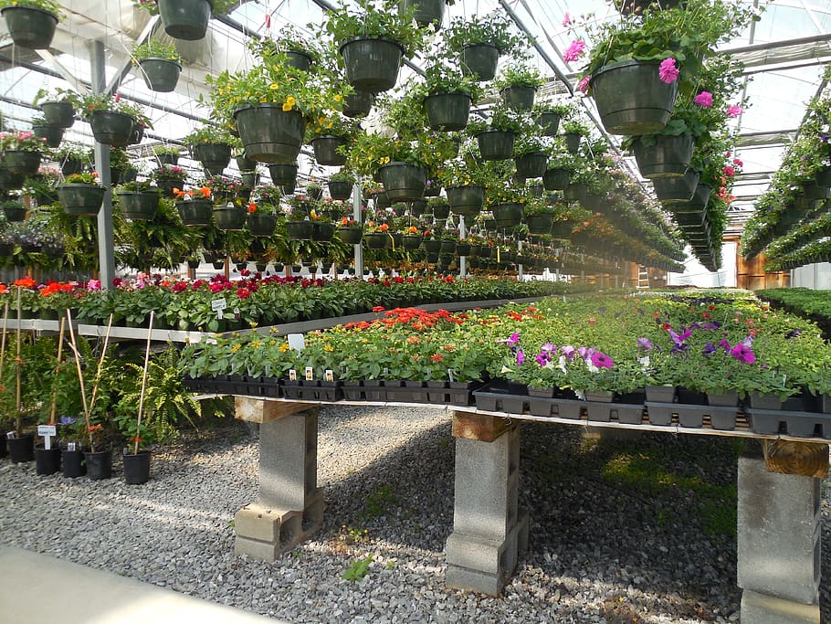 flores, invernadero, jardín, planta, verde, jardinería, horticultura, primavera, agricultura, verano